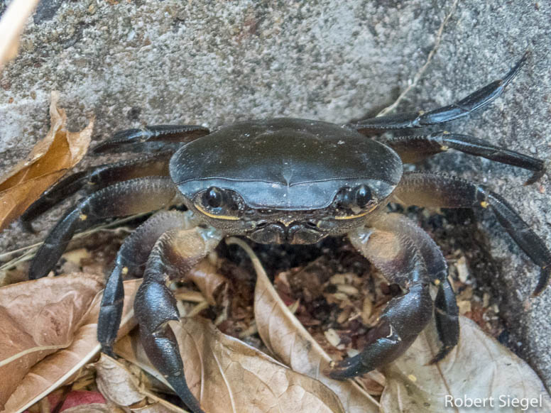 cape river crab